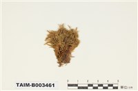 藏品(青苔科)的圖片